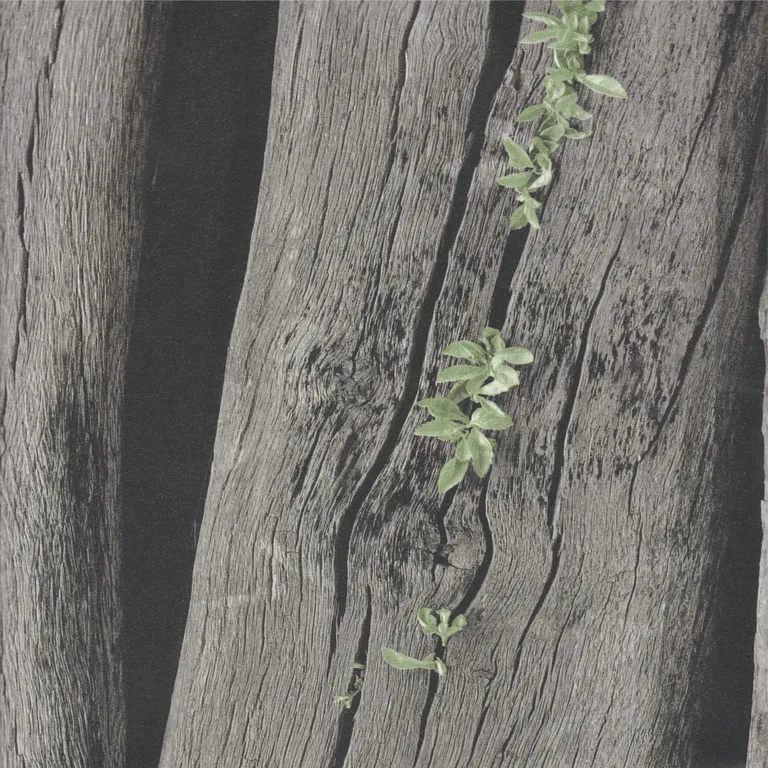 Grey/Green Rustic Wood